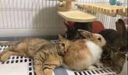 娱乐吃瓜酱猫兔子,揭秘猫兔子背后的趣味故事